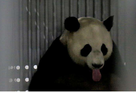 梦梦娇庆启程赴德 高级兽医师将随行贴身照顾