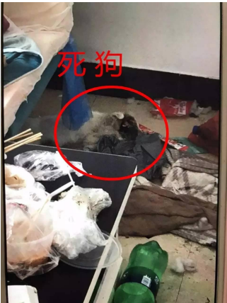 逼死内裤座!邋遢女生退租后处女吐了:少女满地粪便摸房东图片