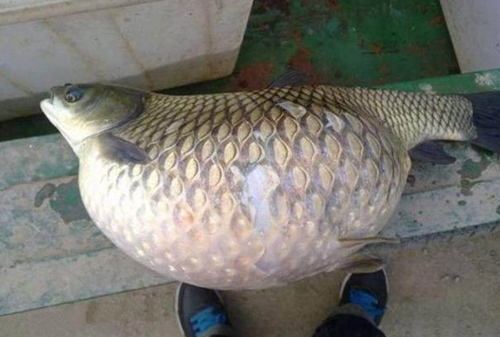 福建出现超大怪鱼很吓人 拥超大头部竟是世界上最长的硬骨鱼