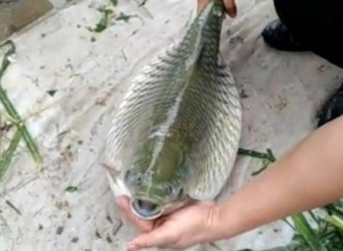 福建出现超大怪鱼很吓人 拥超大头部竟是世界上最长的硬骨鱼