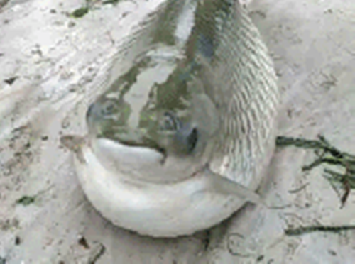 福建出现超大怪鱼很吓人 拥超大头部竟是世界上最长的硬骨鱼