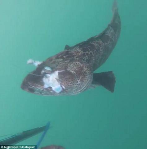 福建出现超大怪鱼鱼肉居然是Tiffany蓝 村民闻风丧胆无人敢吃!