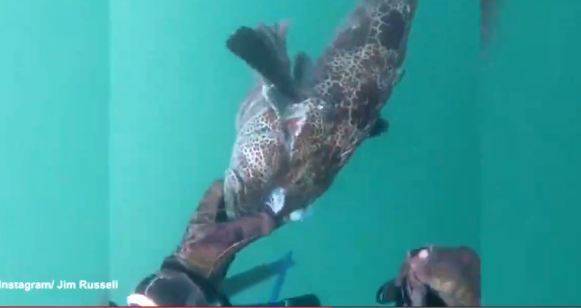 福建出现超大怪鱼鱼肉居然是Tiffany蓝 村民闻风丧胆无人敢吃!