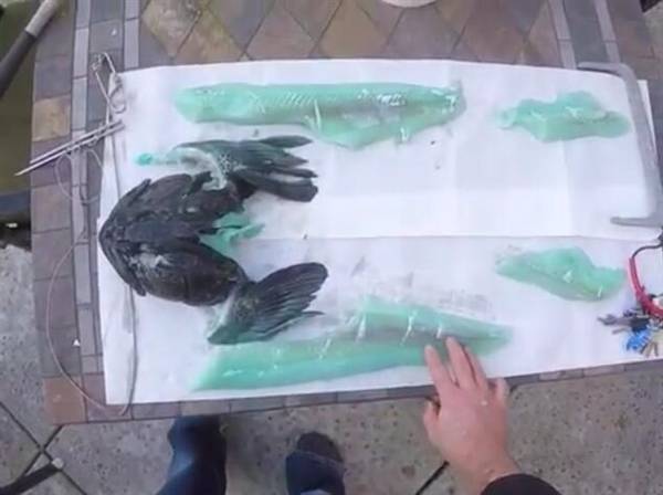 福建出现超大怪鱼鱼肉居然是Tiffany蓝 村民闻风丧胆无人敢吃!