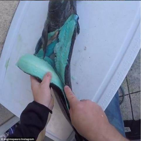 福建出现超大怪鱼鱼肉居然是Tiffany蓝 村民闻风丧胆无人敢吃!