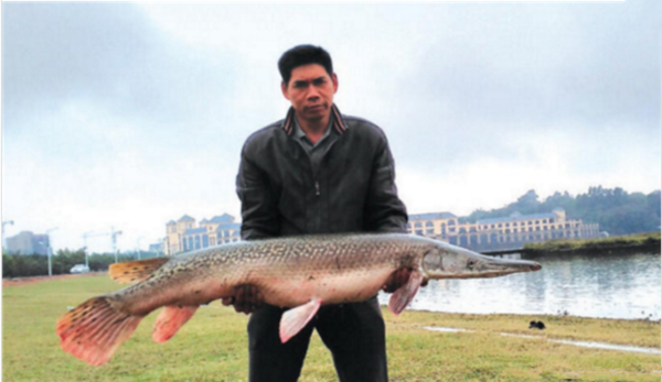 福建出现超大怪鱼鱼肉居然是Tiffany蓝 村民闻风丧胆无人敢吃!