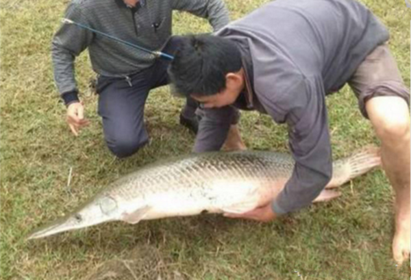 福建出现超大怪鱼鱼肉居然是Tiffany蓝 村民闻风丧胆无人敢吃!