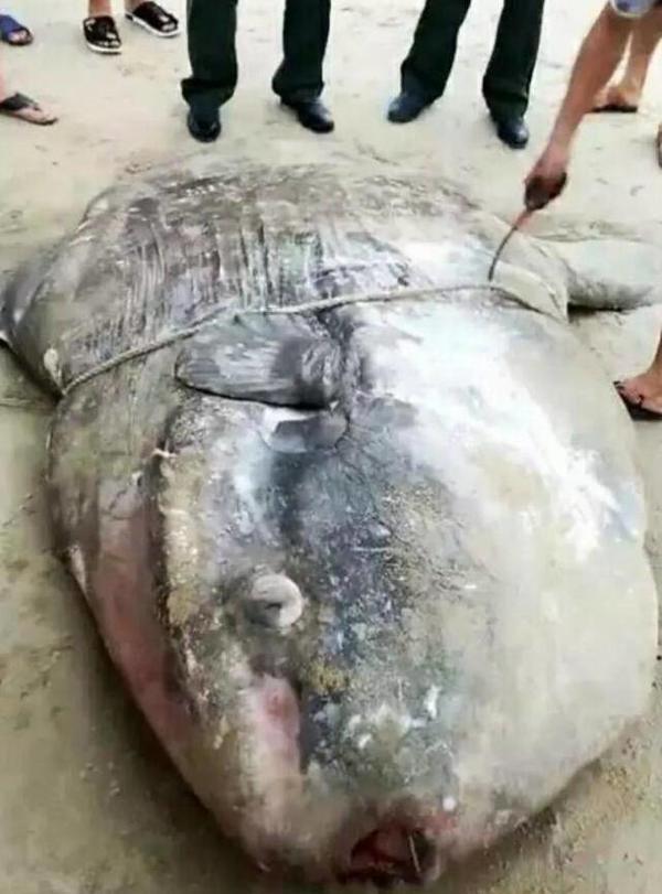 福建出现超大怪鱼鱼肉居然是Tiffany蓝 村民闻风丧胆无人敢吃!