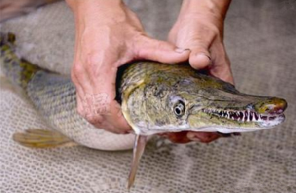 福建出现超大怪鱼鱼肉居然是Tiffany蓝 村民闻风丧胆无人敢吃!