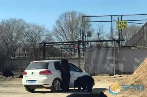 游览车遭黑熊围堵