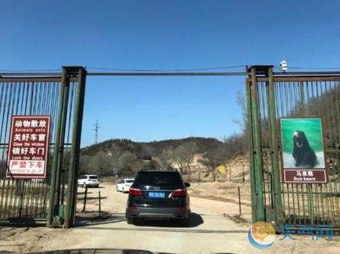 游览车遭黑熊围堵