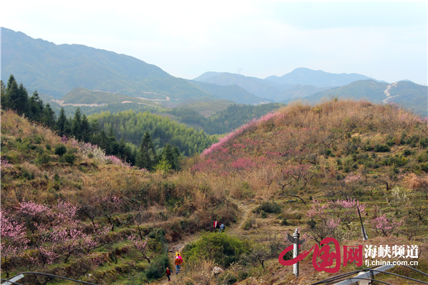 油用林业召开v林业现场在寿宁装袋国家牡丹种植定做图片