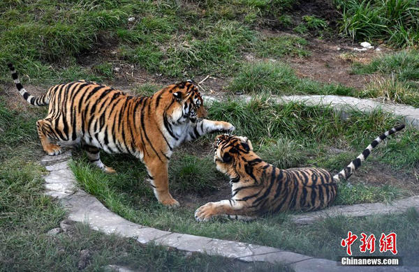 1523668857.jpg 1.jpg