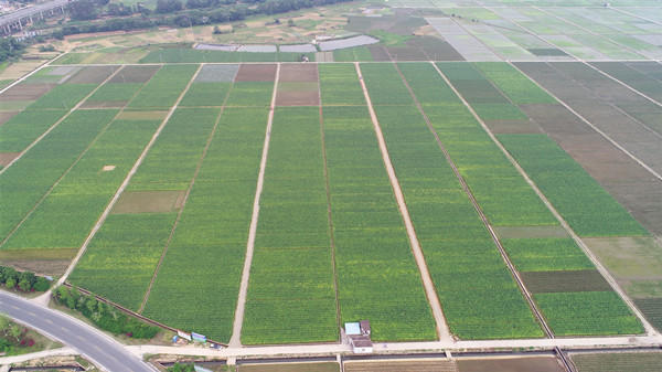 1596512346.JPG 福建长汀“千亩烟稻综合体”种植区航拍.JPG