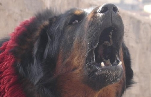 藏獒没吃饱撕咬主人 主人被咬得血肉模糊险些