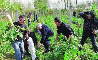 偷青民俗变偷菜 偷青到底是什么习俗?有