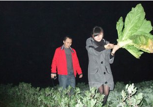 偷青民俗变偷菜 偷青到底是什么习俗?有